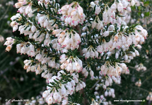 Erica arborea in fiore