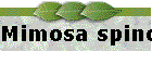 Mimosa spinosa
