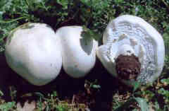 Ingrandisci foto Agaricus arvensis