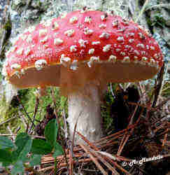 Funghi velenosi Amanita muscaria