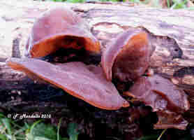 Auricularia auricula-judae fungo orecchia di Giuda