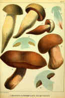 Boletus panormitanus aetnensis