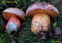 funghi tossici Boletus pulchrotinctus