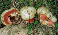 funghi tossici Boletus rhodoxanthus
