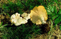 Cantharellus alborufescens
