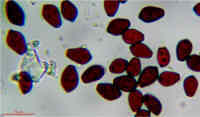 spore Coprinus micaceus