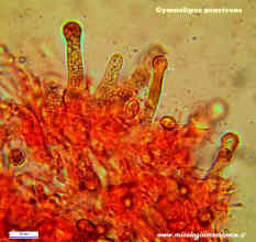 Gymnopilus penetrans cistidi