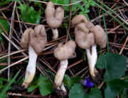 Funghi velenosi Helvella elastica