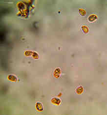 Hygrophorus marzuolus spore