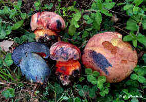 funghi tossici Boletus rhodopurpureus