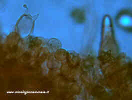 Inocybe asterospora basidio