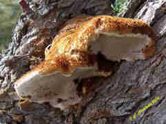 Inonotus Inocutis tamaricis