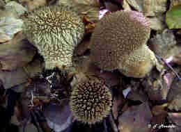 Lycoperdon echinatum