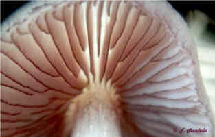 Mycena pelianthina lamelle