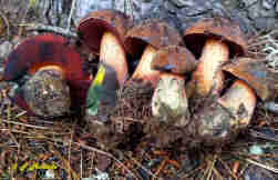 Boletus erythropus Neoboletus praestigiator