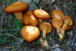 Funghi tossici Omphalotus olearius