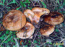 Funghi velenosi Paxillus involutus