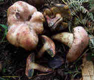 Xerocomus Pulchroboletus roseoalbidus