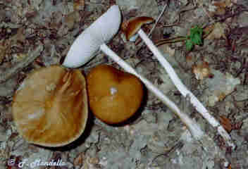Hymenopellis Oudemansiella Xerula radicata