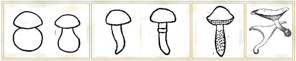 Funghi tipo boletus