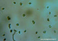 Punctularia atropurpurascens spore