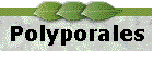 Polyporales