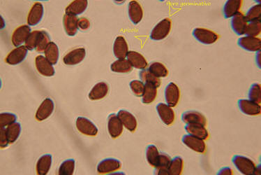 Coprinellus disseminatus spore