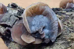 Auricularia auricula-judae fungo orecchia di Giuda