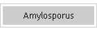 Amylosporus