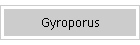Gyroporus