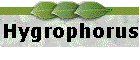 Hygrophorus