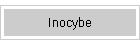 Inocybe