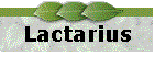 Lactarius