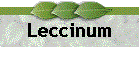 Leccinum