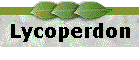 Lycoperdon