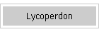 Lycoperdon