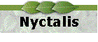 Nyctalis