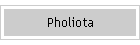 Pholiota