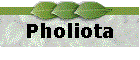 Pholiota