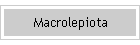 Macrolepiota