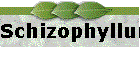 Schizophyllum