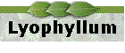 Lyophyllum