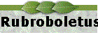 Rubroboletus