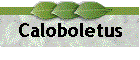 Caloboletus